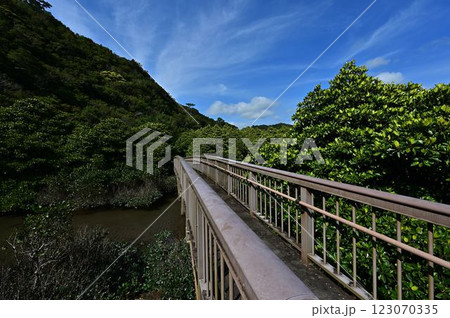 大浦マングローブロードより 大浦マングローブロードより 123070335