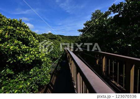 大浦マングローブロードより 大浦マングローブロードより 123070336