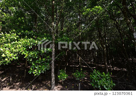 大浦マングローブロードより 大浦マングローブロードより 123070361