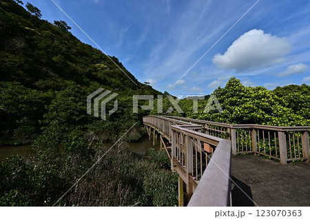 大浦マングローブロードより 大浦マングローブロードより 123070363