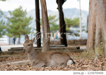 【世界遺産 安芸の宮島の鹿】 【世界遺産 安芸の宮島の鹿】 123070400