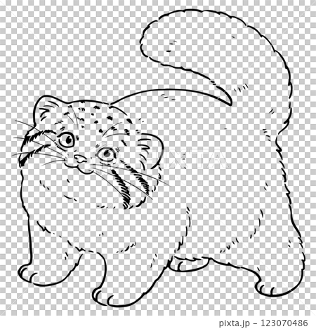 可愛いマヌルネコのイラスト　線画 123070486