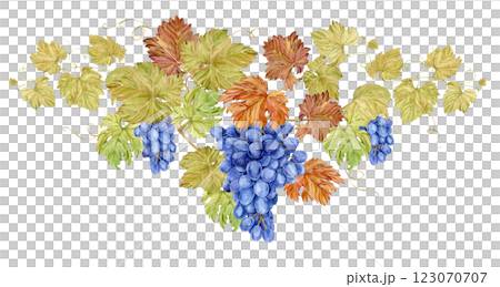 Triangular composition of intertwined grape branches. Watercolor illustration of grapevine with blue berries and foliage. Hand drawn clip art in Provence style for wine list, restaurant menu design. 123070707
