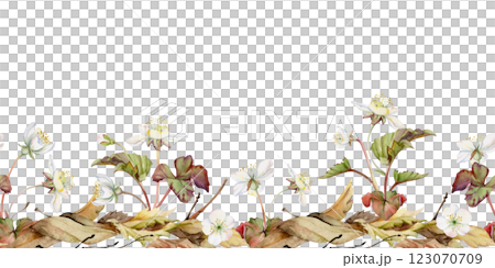 Early spring flowers in dry leaves, white forest cloudberry anemone primrose ephemera, hand drawn in watercolor. Seamless banner illustration isolated on white, for wedding, florist shop, scrapbooking Early spring flowers in dry leaves, white forest cloudberry anemone primrose ephemera, hand drawn in watercolor. Seamless banner illustration isolated on white, for wedding, florist shop, scrapbooking 123070709