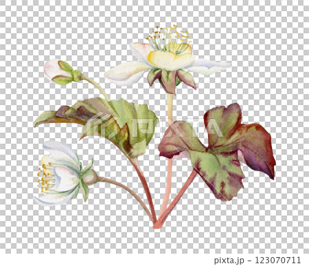 Early spring white forest cloudberry flowers with leaves, anemone primrose ephemera, hand drawn in watercolor. Single boutonniere buttonhole isolated illustration. Wedding, florist shop, scrapbooking 123070711