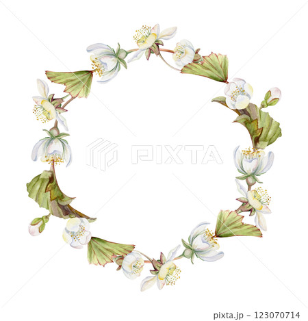 Spring white apple cherry sakura flowers buds leaves, forest cloudberry anemone primrose ephemera, hand drawn in watercolor. Wreath frame isolated illustration, for wedding, florist shop, scrapbooking Spring white apple cherry sakura flowers buds leaves, forest cloudberry anemone primrose ephemera, hand drawn in watercolor. Wreath frame isolated illustration, for wedding, florist shop, scrapbooking 123070714