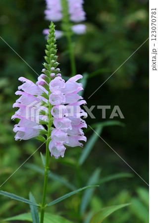 カクトラノオ ハナトラノオ 山野草 淡いピンク色の花 カクトラノオ ハナトラノオ 山野草 淡いピンク色の花 123070781
