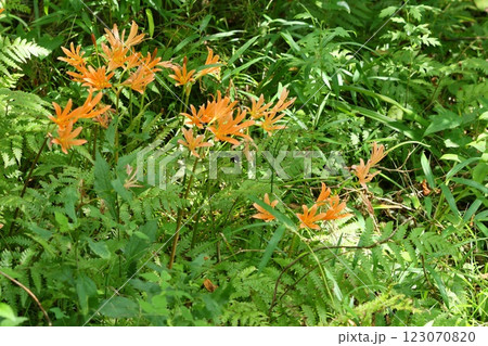 ユウスゲ 山野草 黄色い花 ユウスゲ 山野草 黄色い花 123070820