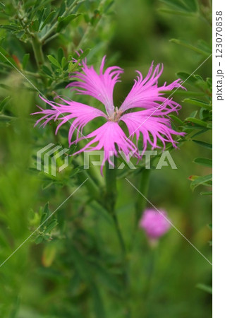 カワラナデシコ　河原撫子　ピンク色の花　クローズアップ 123070858