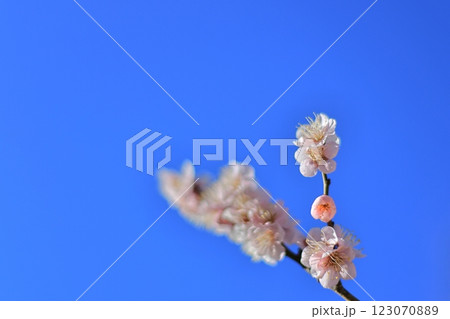 梅-17 梅-17 123070889