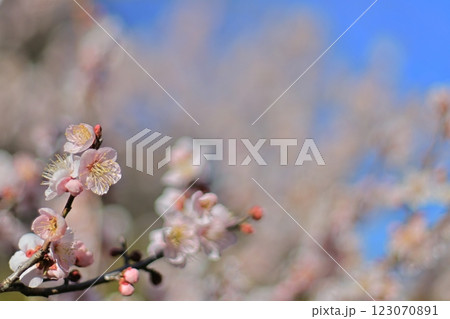 梅-19 梅-19 123070891