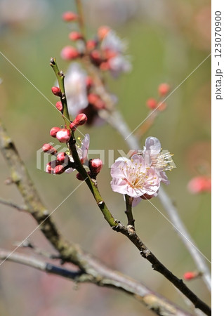 梅-28 梅-28 123070900