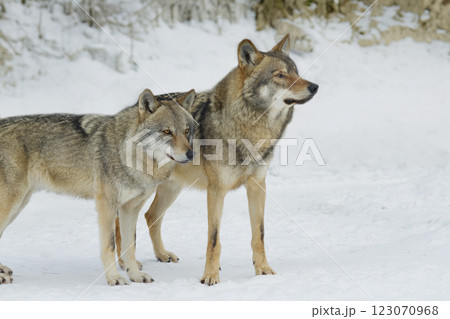 wolf and she-wolf against the backdrop of a winter forest 123070968