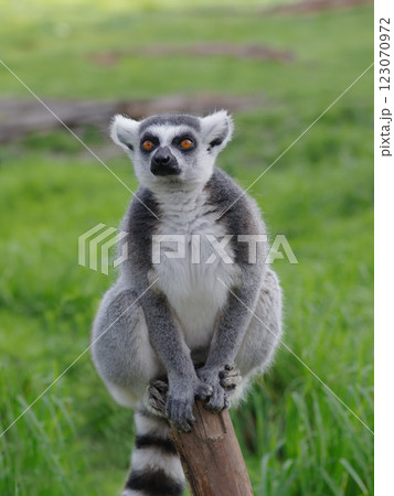portrait of a lemur on a green background portrait of a lemur on a green background 123070972