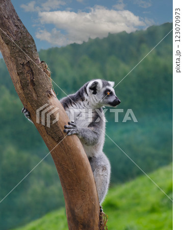 portrait of a lemur on a green background 123070973