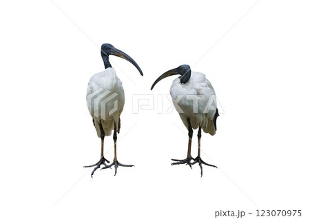 two Malagasy sacred ibis isolated on white background two Malagasy sacred ibis isolated on white background 123070975