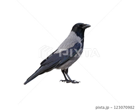 gray crow isolated on white background gray crow isolated on white background 123070982