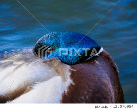 portrait male mallard on a beautiful background with beautiful bokeh portrait male mallard on a beautiful background with beautiful bokeh 123070984