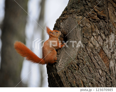 squirrel sitting near a hollow in the forest 123070985