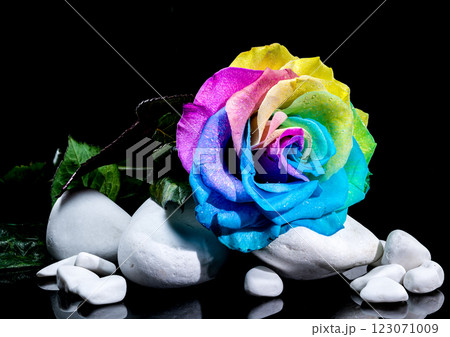 Rainbow Rose with Dewdrops on White Stones and Black Background 123071009