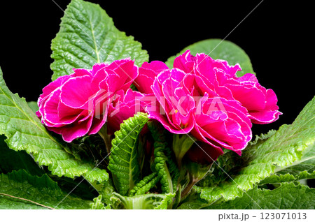 Red Primula Flowers on a black background 123071013