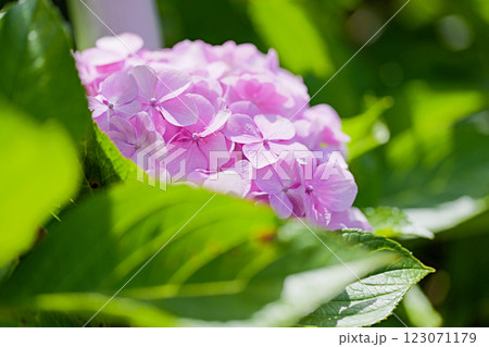 ピンク色の可愛い紫陽花 123071179