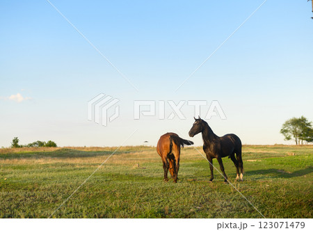 Two horses grazing and flirting Two horses grazing and flirting 123071479