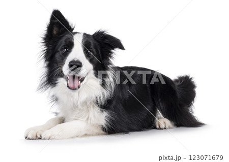 Border Collie dog on white background Border Collie dog on white background 123071679