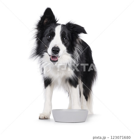 Border Collie dog on white background Border Collie dog on white background 123071680