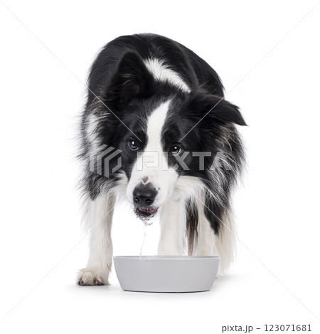 Border Collie dog on white background Border Collie dog on white background 123071681