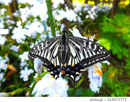 花の蜜を吸うアゲハチョウ 123071771