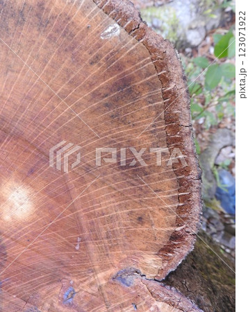 切り株断面の中心から樹皮に向けて見られる白い線「放射組織」 123071922