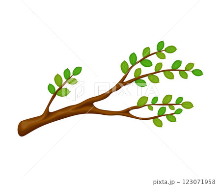 A tree branch with leaves. The elm tree. A tree branch with green leaves in a cartoon style. The vector illustration is isolated on a white background 123071958
