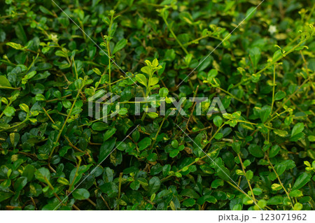 Green Leaves Bush Nature Background Green Leaves Bush Nature Background 123071962