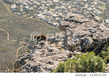 Rock hyrax sitting on a rocky cliff of Table mountain, Cape Town 123072130