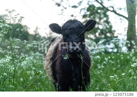 Wild cows in the pastures of the Gauja National Park in Latvia 123073186