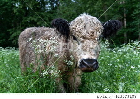 Wild cows in the pastures of the Gauja National Park in Latvia 123073188