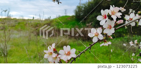 Blooming almond tree flowers in spring. Spring in the Mediterranean, flowering plants and trees. Blooming almond tree flowers in spring. Spring in the Mediterranean, flowering plants and trees. 123073225