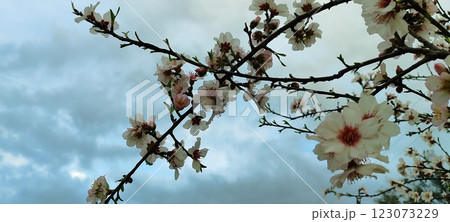 Blooming almond tree flowers in spring. Spring in the Mediterranean, flowering plants and trees. 123073229