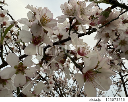 Blooming almond tree flowers in spring. Spring in the Mediterranean, flowering plants and trees. Blooming almond tree flowers in spring. Spring in the Mediterranean, flowering plants and trees. 123073256