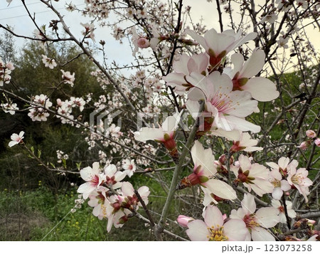 Blooming almond tree flowers in spring. Spring in the Mediterranean, flowering plants and trees. Blooming almond tree flowers in spring. Spring in the Mediterranean, flowering plants and trees. 123073258