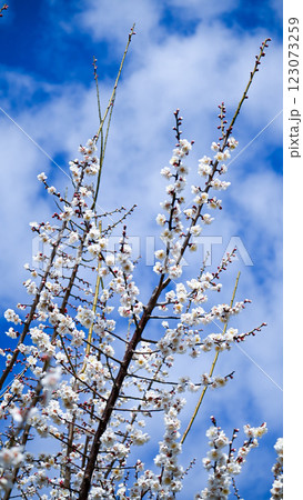 白い梅の花と青空 白い梅の花と青空 123073259