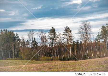 Spring landscape with forest trees and blue cloudy sky in Latvia 123073266