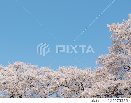 青空に映える満開の桜 青空に映える満開の桜 123073326