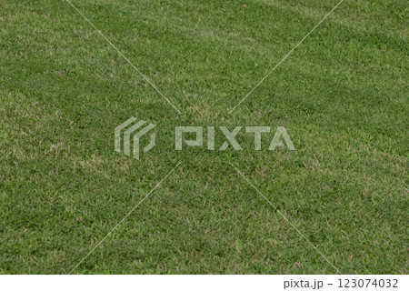 芝生 芝生 123074032