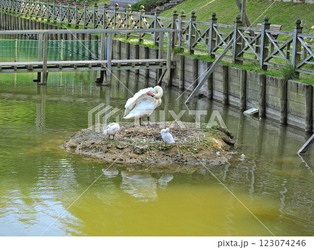 池の中にいる白鳥と赤ちゃん二羽 123074246