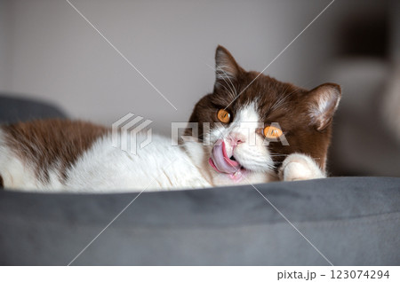 The adorable british Sshorthair cat is laying on blue gray chair and licking  with a long tongue 123074294