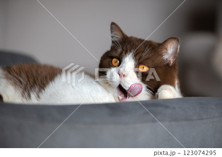 The adorable british Sshorthair cat is laying on blue gray chair and licking with a long tongue The adorable british Sshorthair cat is laying on blue gray chair and licking with a long tongue 123074295
