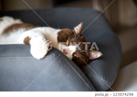 Cute british shorthair cat with orange yellow eyes is laying down on blue gray chair and looking at camera Cute british shorthair cat with orange yellow eyes is laying down on blue gray chair and looking at camera 123074296