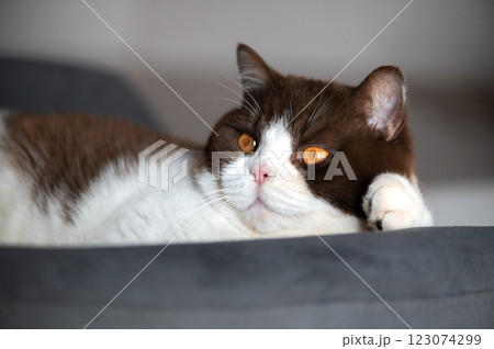 Cute british shorthair cat with orange yellow eyes is laying down on blue gray chair and looking at camera Cute british shorthair cat with orange yellow eyes is laying down on blue gray chair and looking at camera 123074299